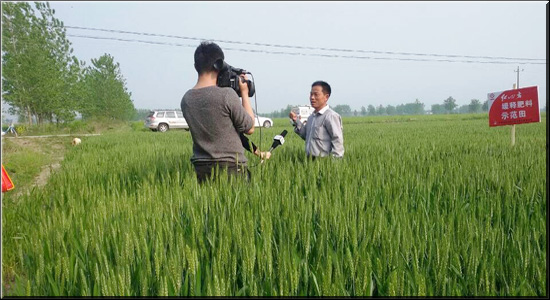 阜南小麥長勢好，安徽三農(nóng)來報道