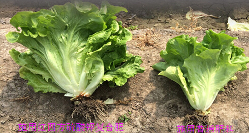 生菜施用硫酸鉀復(fù)合肥對比圖