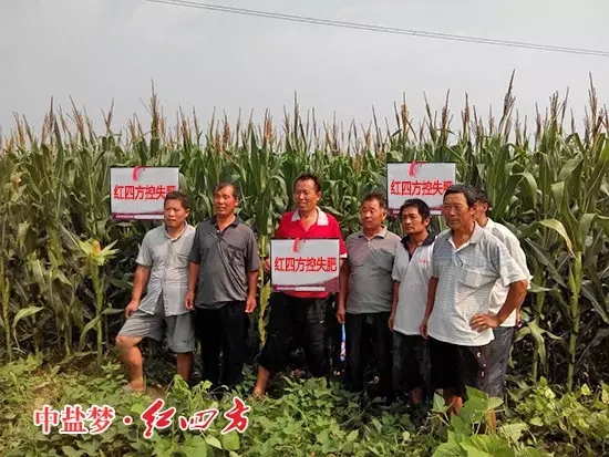 紅四方玉米控失肥效果好，種糧大戶樂開花