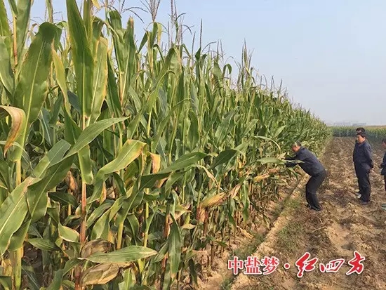 在山西朔城，農(nóng)化銷售員下鄉(xiāng)回訪了施用過紅四方48%控失肥的農(nóng)民，老鄉(xiāng)帶著大家走進(jìn)自家的玉米地。2.