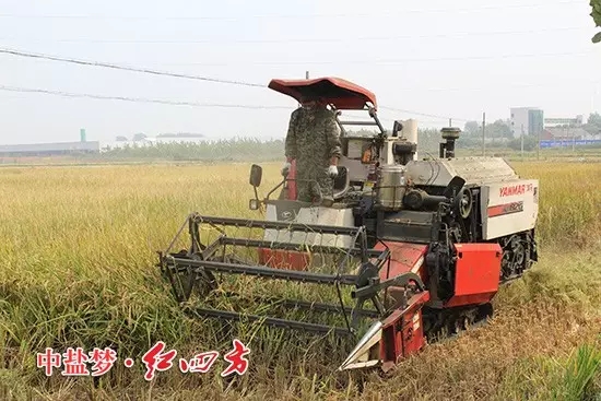 被縣土肥站選中作為紅四方緩釋肥的示范戶，你瞧，這片示范田5月份播種的，現(xiàn)在都成熟了