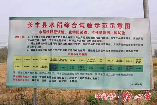 緩釋肥地塊的水稻后來居上，無論從根系、莖稈還是穗頭，都要更勝一籌
