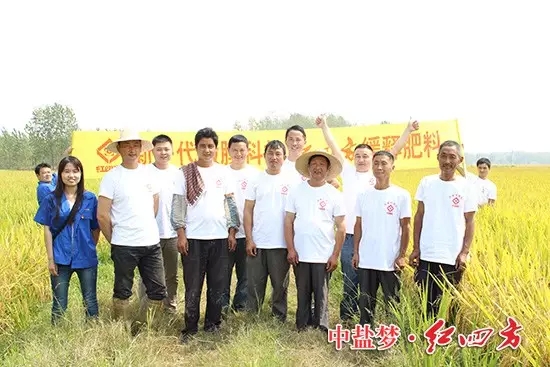 這片紅四方示范田只在前期施用底肥，后期沒有追肥，節(jié)省了大量的成本和投入