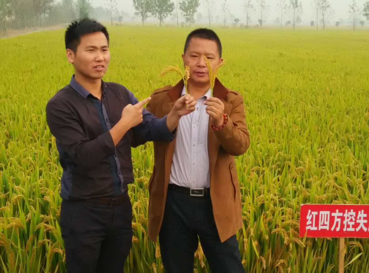您瞧！紅四方控失肥種出來的水稻優于對比田塊