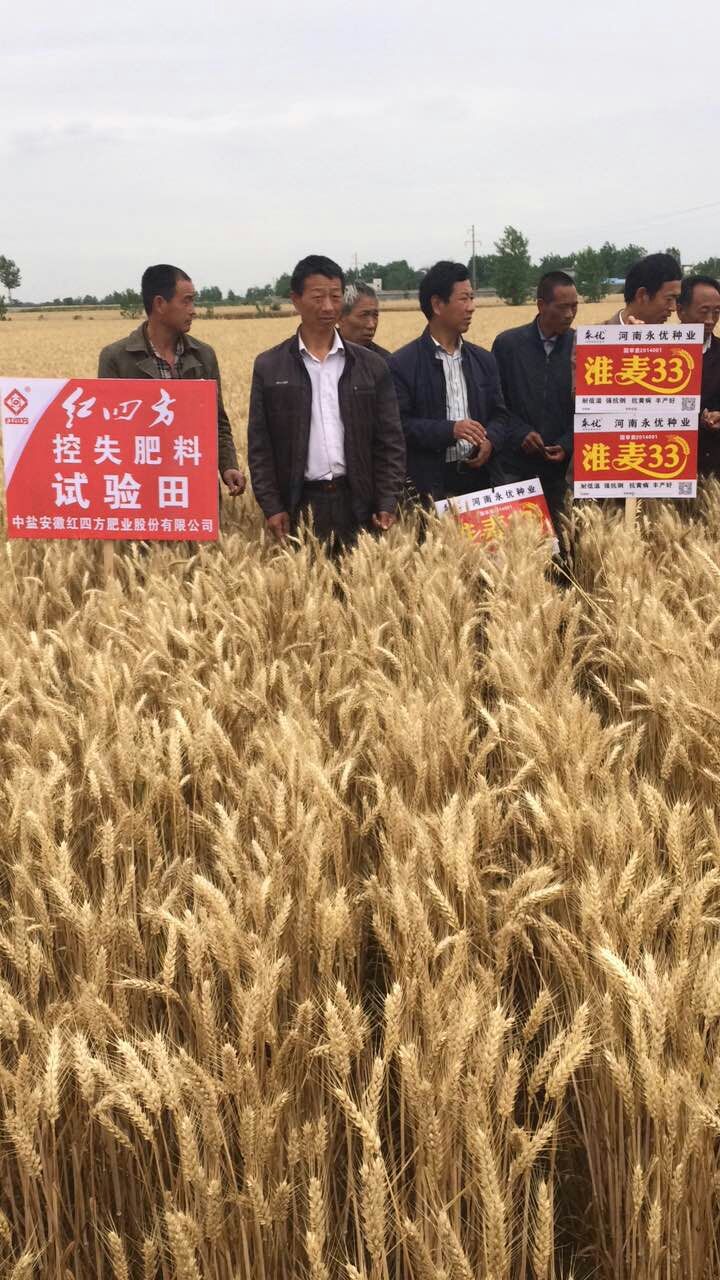 唐河縣小麥控失肥觀摩會