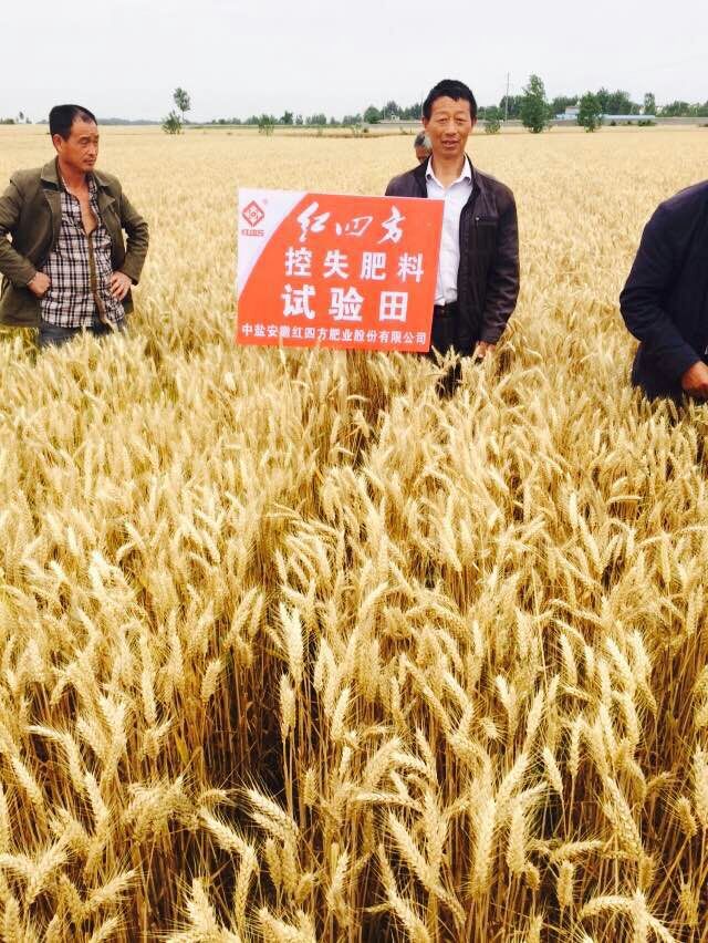 小麥控失肥試驗(yàn)田中，一派豐收！