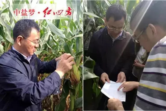 紅四方副總經理陳勇（左一）查看玉米長勢。