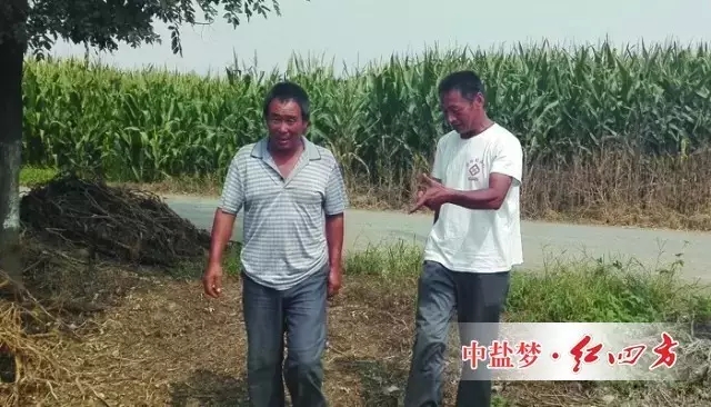 李經理第一年推廣玉米控失肥，期間已經多次頂著太陽進入玉米地觀察長勢。