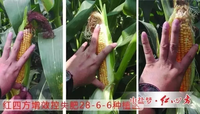 紅四方增效控失肥施肥后，玉米長勢好，對比其他肥料，個頭大！