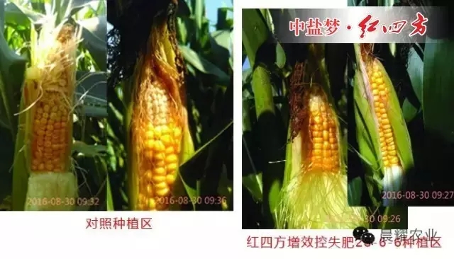 普通肥料與紅四方玉米增效控失肥對比效果展示