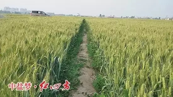 河北南皮縣聚豐種業，小麥使用了勁霸48%（20-20-8）小麥專用配方肥和紅四方45%（18-22-5）小麥肥后，籽粒更加飽滿，豐收在望，李老板喜不自勝。