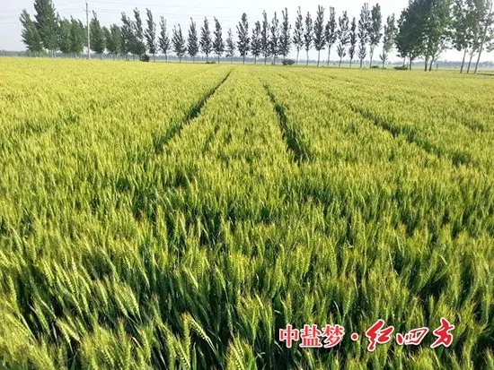 2015年5月，河南業務員發來的圖片，施用紅四方肥料的小麥穗大，粒飽，產量高！