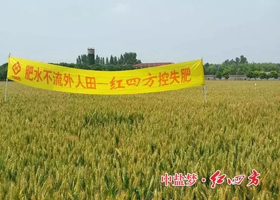在河南遂平，施用紅四方控失肥的小麥長勢很好，桿壯葉青穗大，麥浪滾滾，煞是喜人！