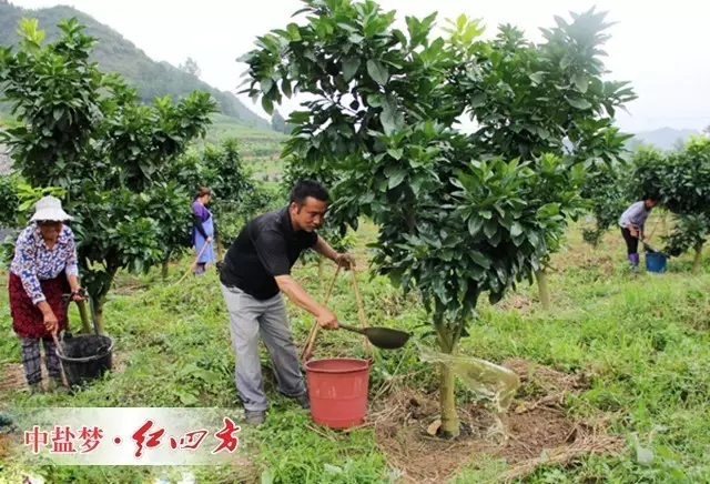 蘋果、梨、桃、櫻桃、冬棗等果樹開溝或挖穴施肥的合理位置，應在樹冠外圍垂直投影外沿，不宜距離樹干太近。