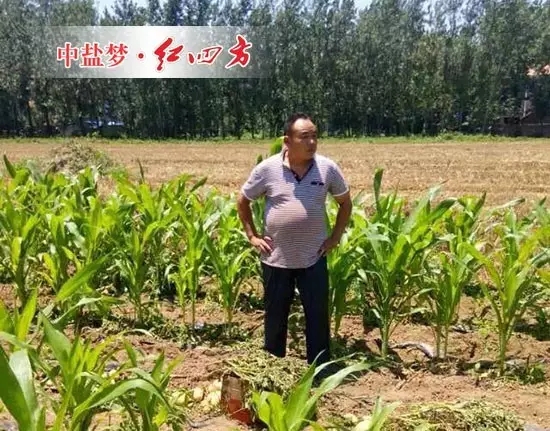 套種玉米、土豆，李滿意巡視自己家施用紅四方硫酸鉀復(fù)合肥長勢優(yōu)良的土豆