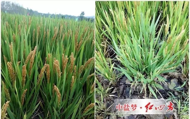 施用控失肥的水稻（左邊）與對(duì)照田水稻長(zhǎng)勢(shì)對(duì)比