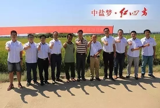 8月29-30日，全國農技推廣中心、江西臨川區(qū)農業(yè)局、中鹽紅四方和江西市場重點經銷商、新型農業(yè)經營者等100余人，實地觀摩紅四方緩釋肥水稻應用試驗示范，正式拉開中鹽紅四方年2016年度新型肥料試驗示范田檢驗行動。