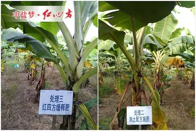 廣東惠州緩釋肥香蕉試驗示范田對照組