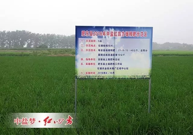 安徽肥東緩釋肥水稻試驗示范田