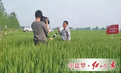 2015年4月30日，安徽三農記者走進安徽阜南的一塊紅四方緩釋肥小麥示范田。