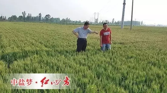 2015年8月28日，山東南皮縣聚豐種業，小麥使用了勁霸48%（20-20-8）小麥專用配方肥和紅四方45%（18-22-5）小麥肥后，籽粒更加飽滿，豐收在望，李老板喜不自勝。