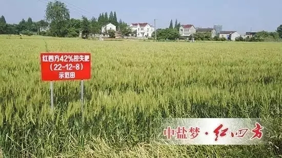 2016年5月11日，安徽蕪湖火龍崗鎮天葉農資公司和70多位種植大戶，共同見證紅四方控失肥長效高產的效果表現： 小麥根系發達濃密，麥穗結粒多，長勢茂盛，麥苗莖桿茁壯，籽粒飽滿，沒有死穗，禿尖。